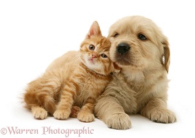 Ginger kitten nuzzling Golden Retriever pup