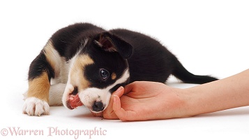 Border Collie pup biting owner's hand