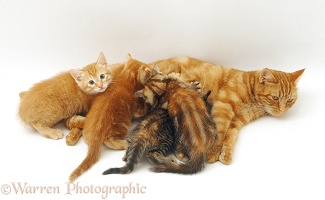 Ginger cat suckling her four kittens