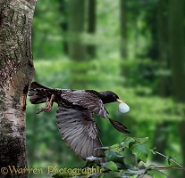 Starling leaving nest with eggshell