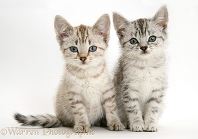 Silver tabby Bengal-cross kittens