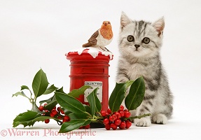 Silver tabby kitten with festive toy post box and holly
