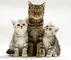 Brown tabby cat with silver tabby kittens