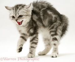 Frightened silver tabby kitten