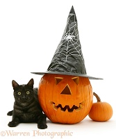Black smoke cat at Halloween