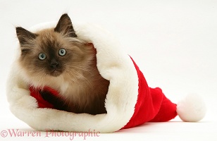 Chocolate Birman-cross kitten in a Santa hat