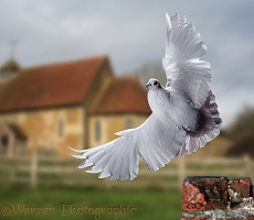 White Dove taking off