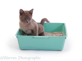 Kitten in a litter tray