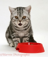 Silver tabby cat eating from a red plastic bowl