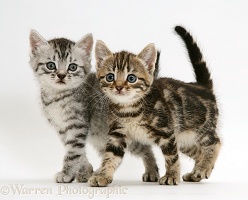 Silver and brown tabby kittens