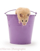 Hamster in a metal bucket