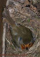 European Robin on nest