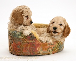 American Cockapoo puppies in a soft basket
