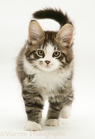 Tabby-and-white Maine Coon kitten, walking