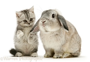 Silver tabby kitten and silver Lop rabbit