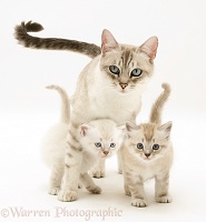 Birman-cross mother cat and kittens