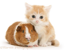 Red-and-white Rex Guinea pig and red-silver kitten