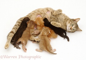Tabby mother cat suckling her kittens