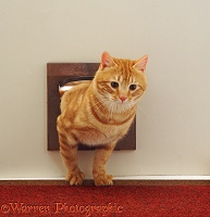 Ginger cat coming through the cat flap