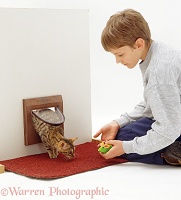 Training Bengal cat to come through the cat flap