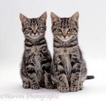 Silver tabby male and female kittens, 8 weeks old