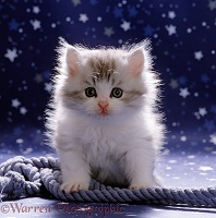 Cute fluffy silver-and-white kitten