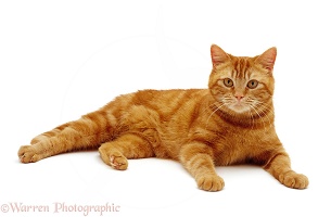 Ginger female cat