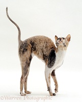 Rex cat with arched back