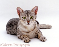 Silver Egyptian Mau female cat