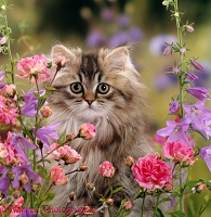 Long haired tabby Persian kitten among flowers