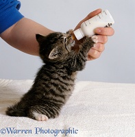 Tabby kitten feeding from a bottle