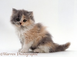 Blue-cream bicolour Persian kitten