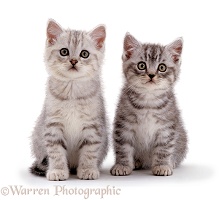 Two Silver tabby kittens