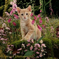 Ginger Burmese-cross cat among Foxgloves