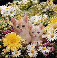Two cream Burmilla kittens among flowers