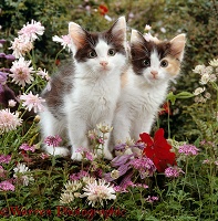 Black-and-white kittens among flowers