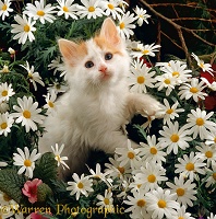 Ginger-and-white Turkish Van kitten among daisy flowers