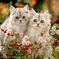 Persian kittens among flowers