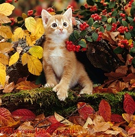 Ginger kitten among autumn leaves and berries