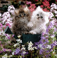 Chinchilla Persian kittens with flowers