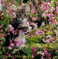 Tabby kitten among pink flowers