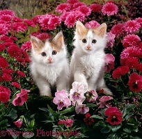 Calico kittens among pink flowers
