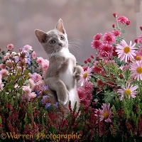 Burmese-cross kitten among flowers