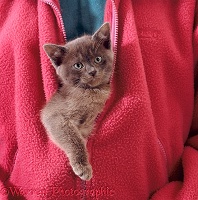 Blue Burmese kitten zipped into jacket