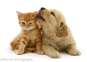 Golden Retriever pup licking ginger kitten's ear