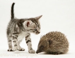 Silver tabby kitten inspecting a Hedgehog
