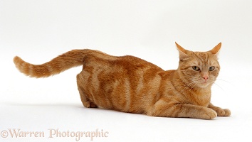 Ginger tabby female cat in lordosis