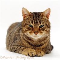 Striped tabby male cat