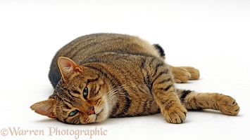 Striped tabby male cat