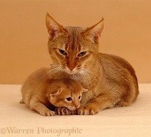 Sorrel Abyssinian mother cat with her kitten, 2 weeks old